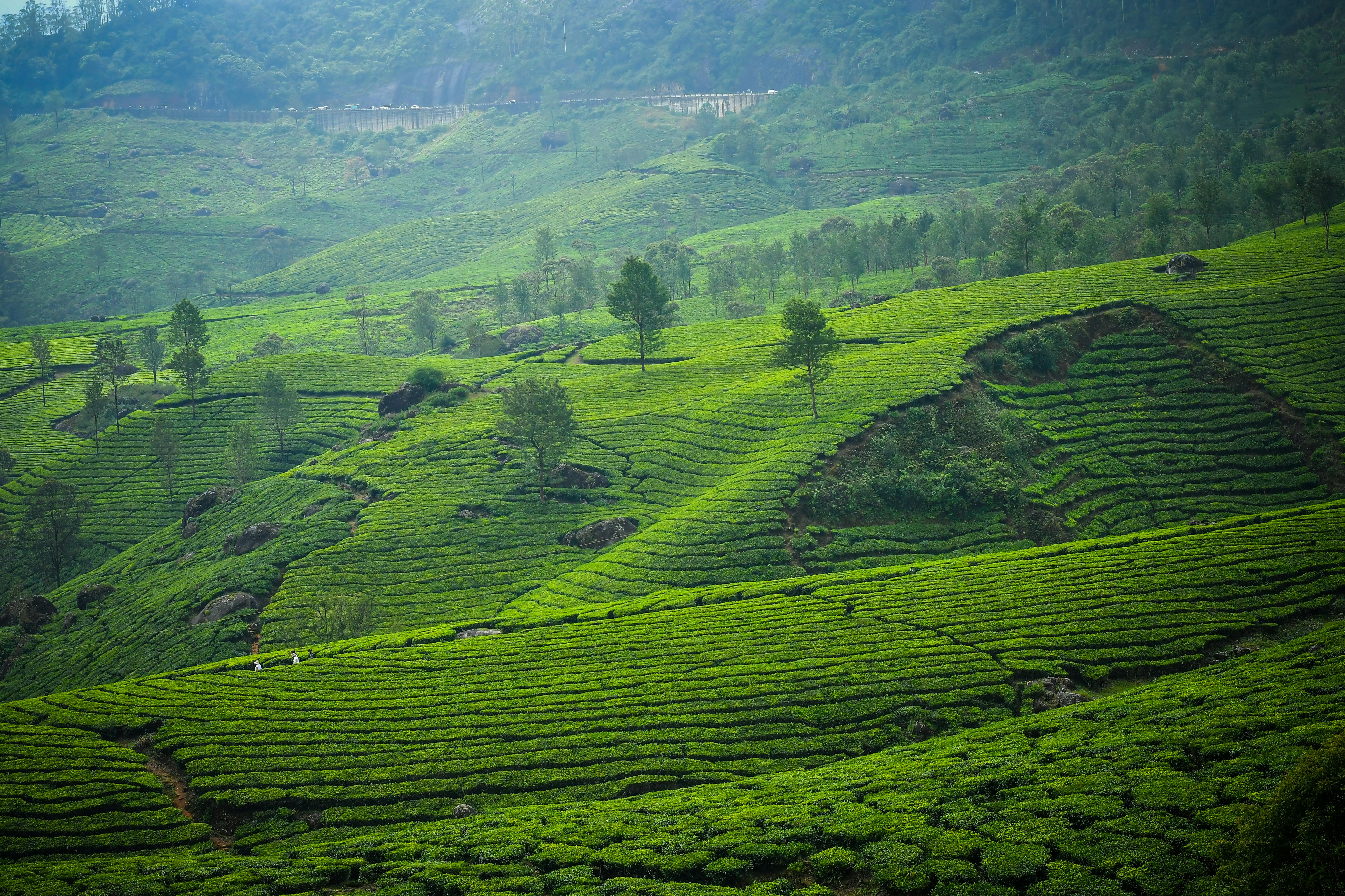 munnar tour 1