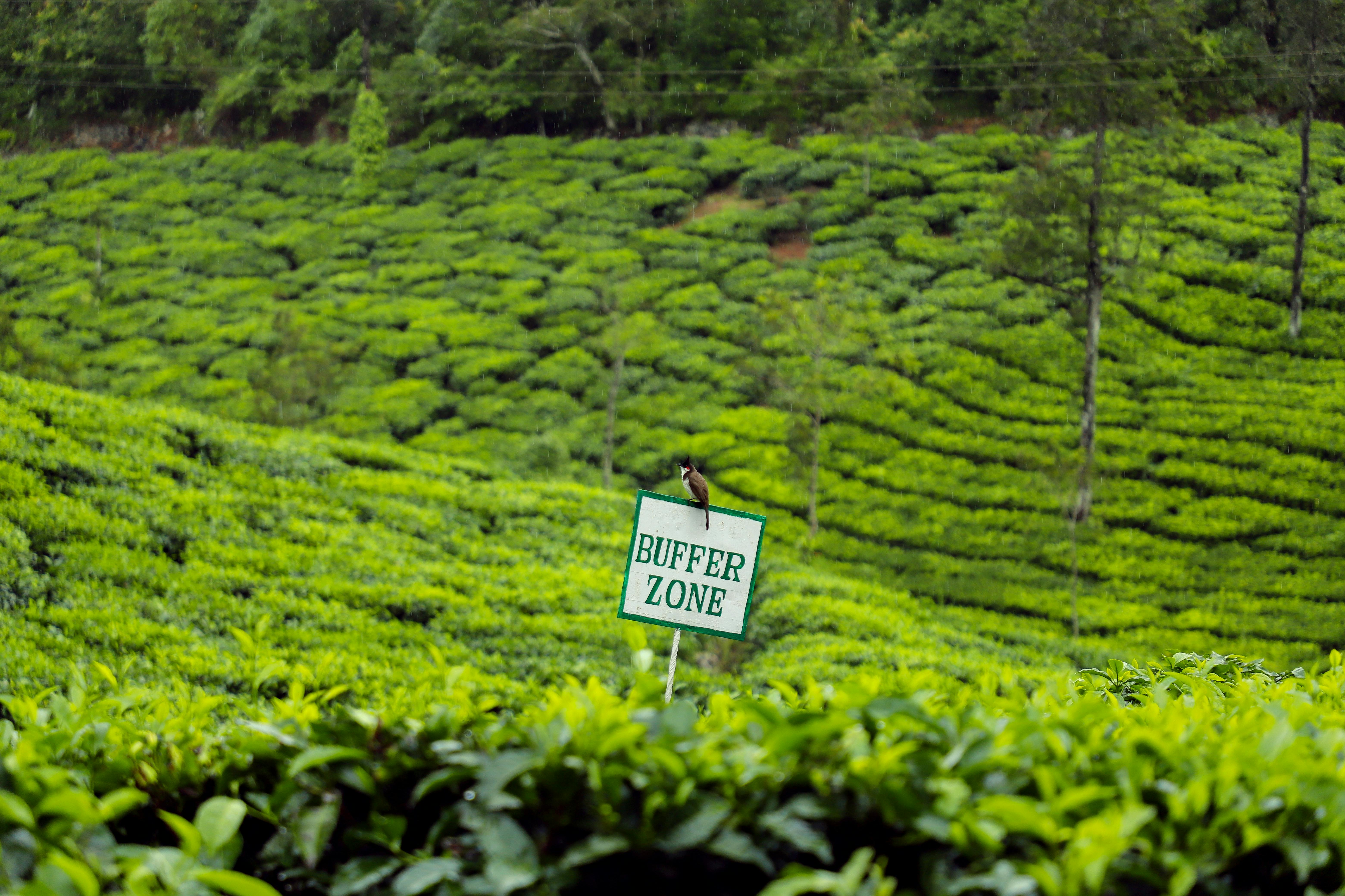munnar tour 2