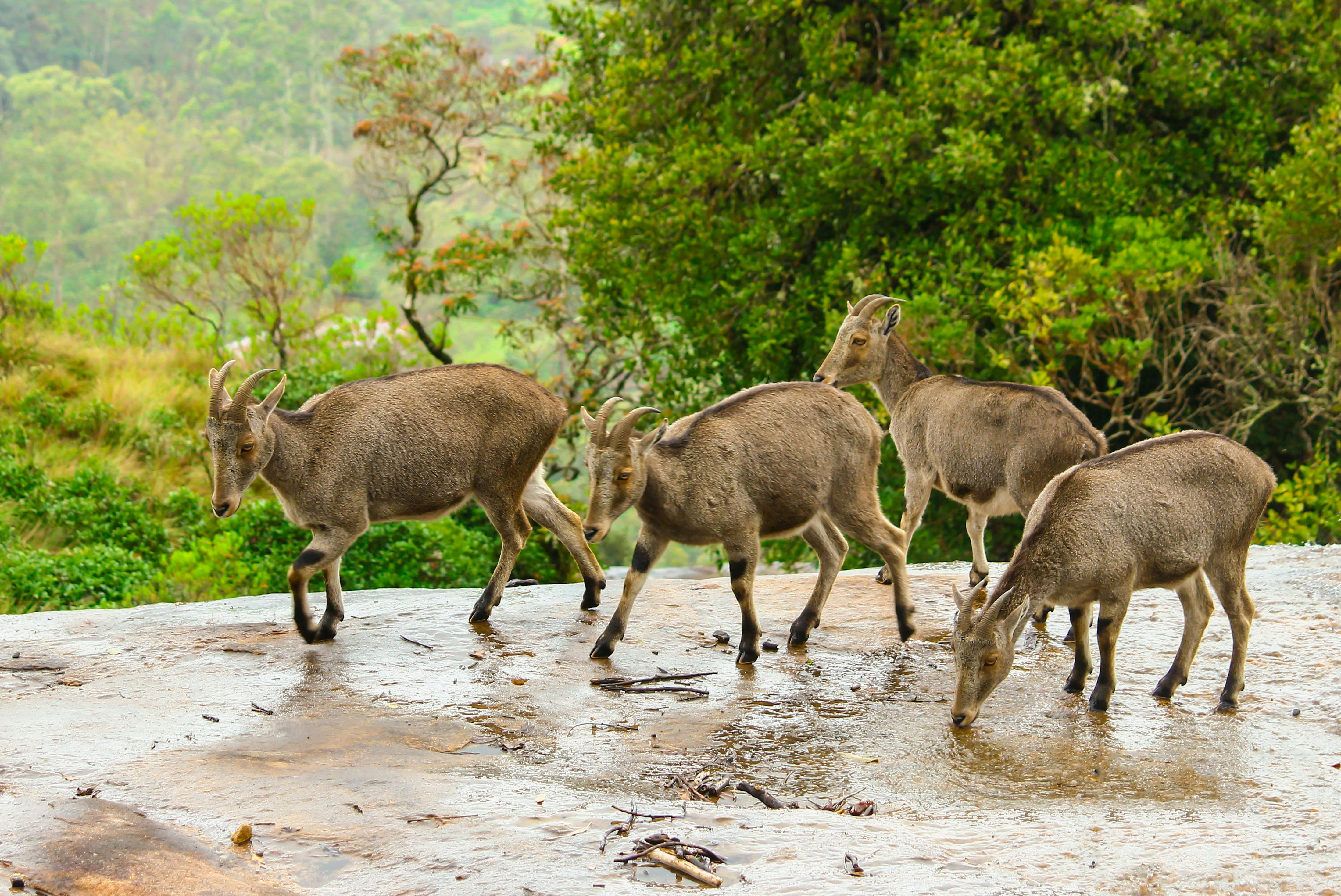 munnar tour 4