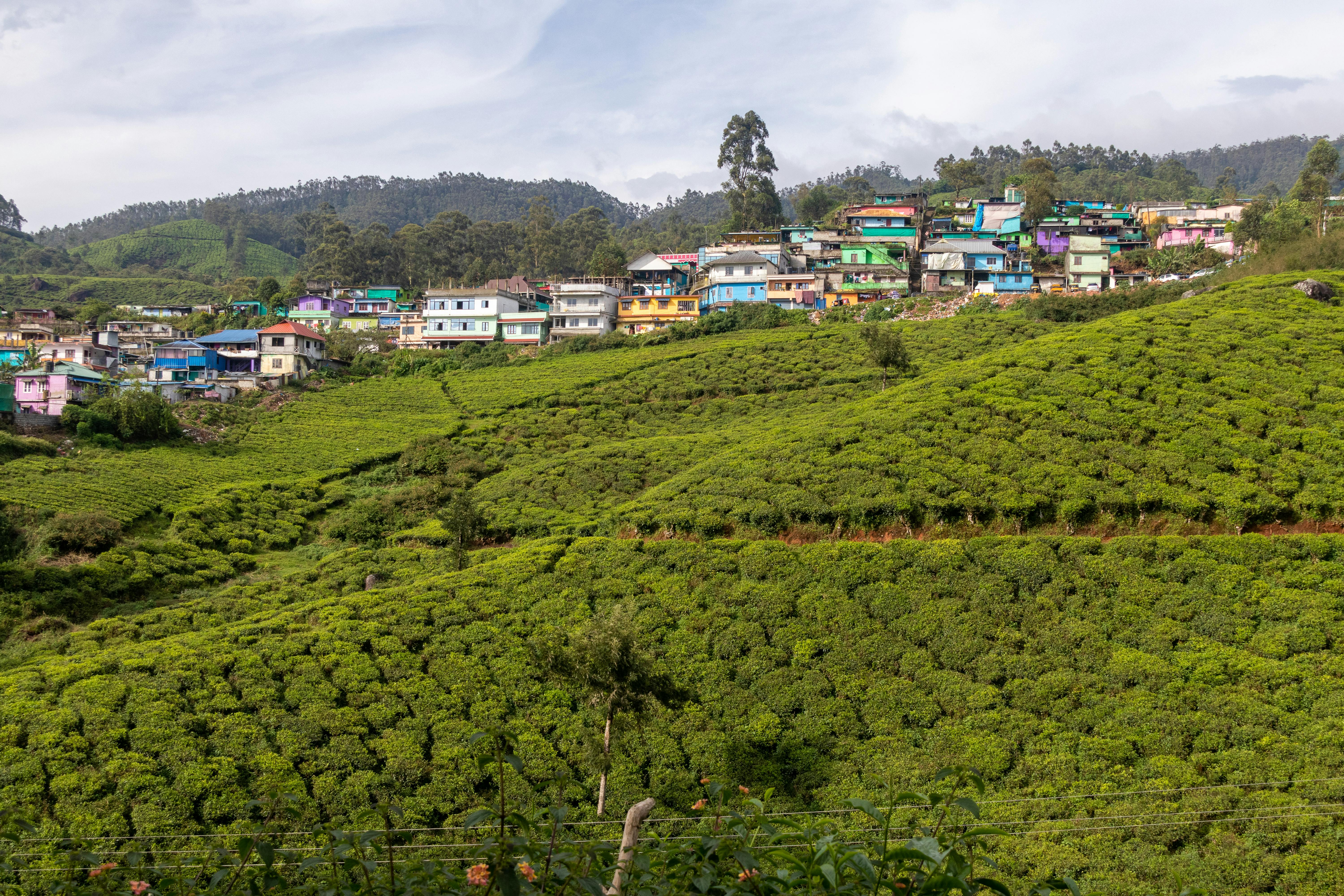 munnar tour 5